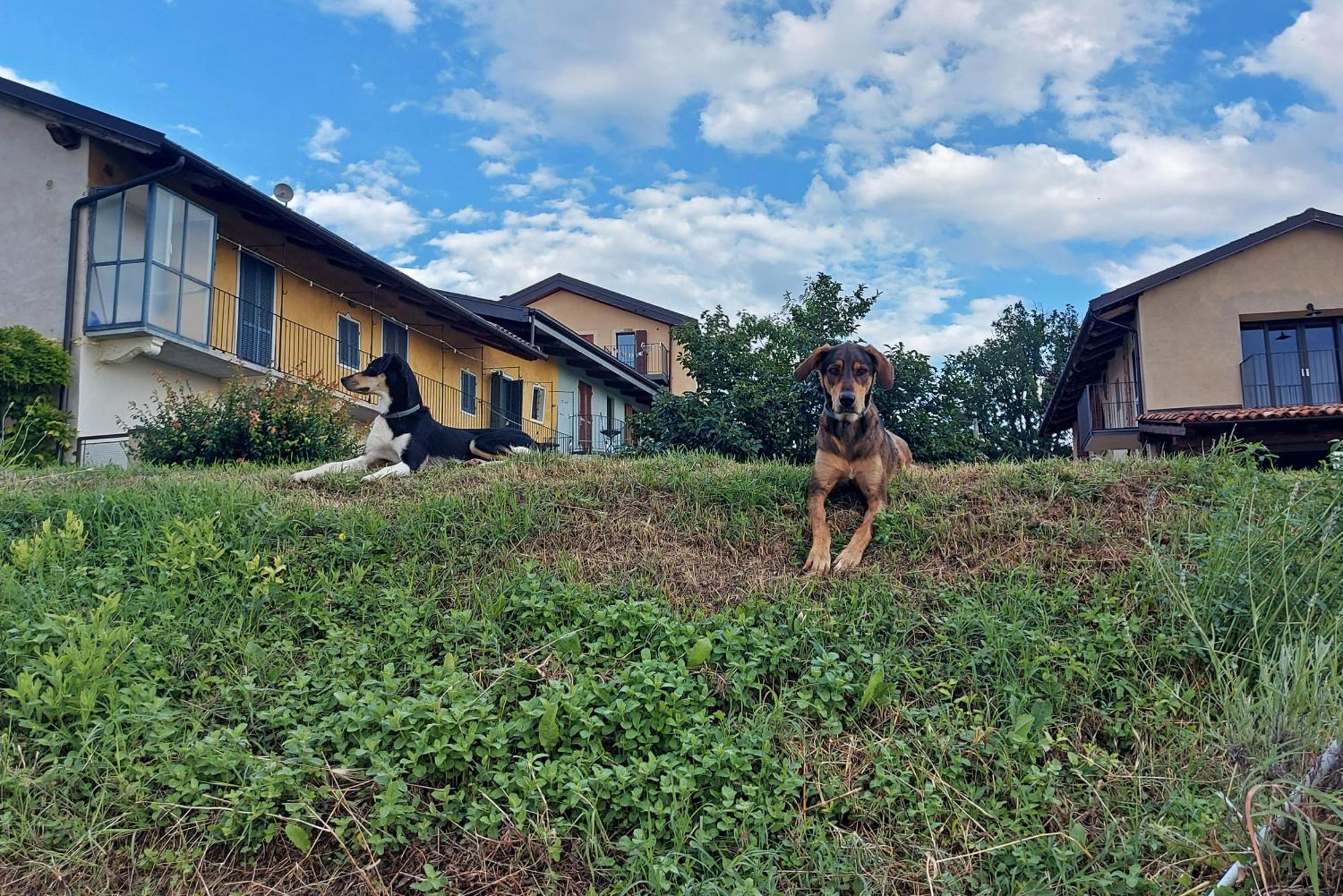 Apartament Cascina Nomade - Wine & Scenic Retreat Dogliani Zewnętrze zdjęcie